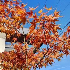 ２２０センチもみじ鉢植え　重いですので軽トラ必要かなの画像