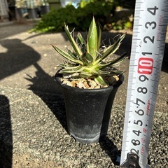 アガベ　乱れ雪の画像