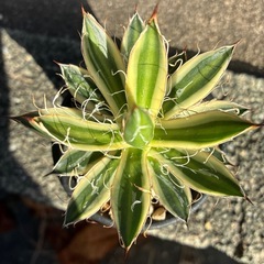 アガベ　乱れ雪の画像