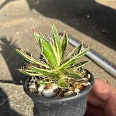 アガベ　乱れ雪の画像