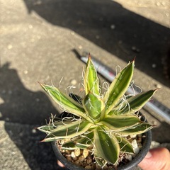 アガベ　乱れ雪の画像