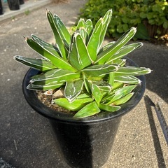 アガベ　山本笹の雪の画像