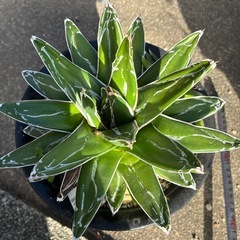 アガベ　山本笹の雪の画像