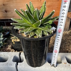 アガベ　山本笹の雪の画像