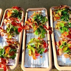 ★★イチゴ（大苗３株）プランター植え ／耐寒性多年品種／来春収穫できます／★★の画像