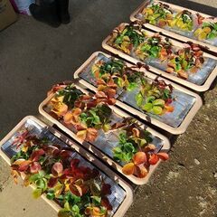 ★★イチゴ（大苗３株）プランター植え ／耐寒性多年品種／来春収穫できます／★★の画像