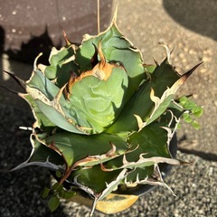 アガベ　ハデス
の画像