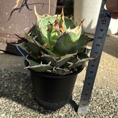 アガベ　ハデス
の画像