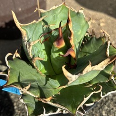 アガベ　ハデス
の画像