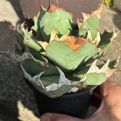 アガベ　姫厳竜bの画像