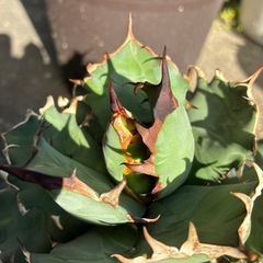 アガベ　姫厳竜bの画像