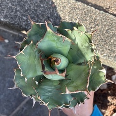 アガベ　姫厳竜bの画像