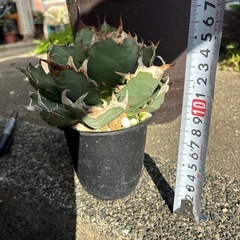 アガベ　姫厳竜bの画像