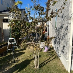 もみじの木　欲しい方 - 鳥取市