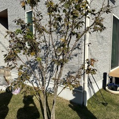 もみじの木　欲しい方