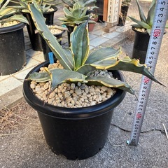 アガベ　フェロックス錦
の画像