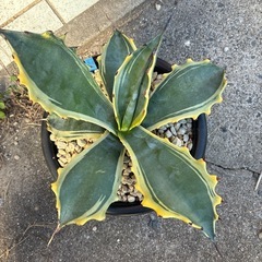 アガベ　フェロックス錦
の画像