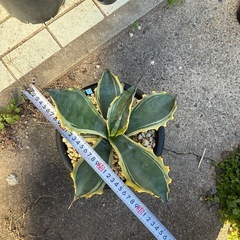 アガベ　フェロックス錦
の画像