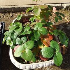 ①★★大実イチゴ（３～５株）プラ鉢植え ／耐寒性多年品種／来春収穫できます／★★の画像