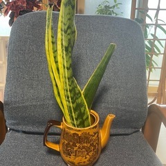 観葉植物🪴サンスベリア水差しポットの画像