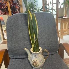 観葉植物🪴サンスベリア水差しポットの画像