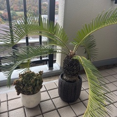 観葉植物　ソテツの画像
