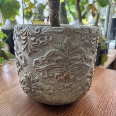 アガベ　アテナータ　観葉植物　塊根植物　多肉植物　ビザールプランツ　レアプランツ　ガーデニング　植物　グリーン　趣味　盆栽　葉　花　庭　草　インテリア　おしゃれ　飾り　園芸　の画像