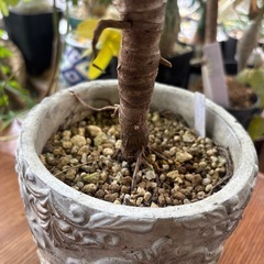 アガベ　アテナータ　観葉植物　塊根植物　多肉植物　ビザールプランツ　レアプランツ　ガーデニング　植物　グリーン　趣味　盆栽　葉　花　庭　草　インテリア　おしゃれ　飾り　園芸　の画像