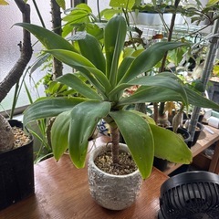 アガベ　アテナータ　観葉植物　塊根植物　多肉植物　ビザールプラン...