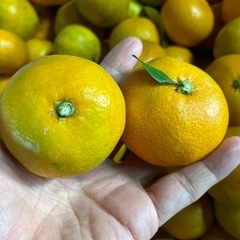 みかん　10キロの画像