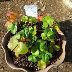 ②★★ホワイト（白果実）イチゴ（３～５株）プラ鉢植え ／耐寒性多年品種／来春収穫できます／★★の画像