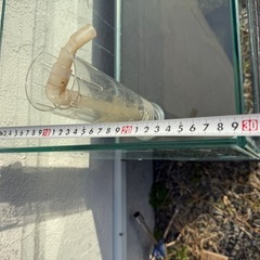 オールガラス水槽の画像