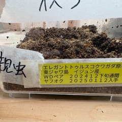 【商談中】エレガントゥルスコクワガタ　成虫の画像