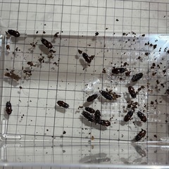 【商談中】エレガントゥルスコクワガタ　成虫の画像