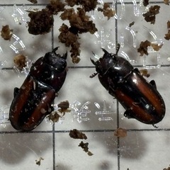 【商談中】エレガントゥルスコクワガタ　成虫の画像