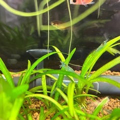 ブルージェリーシュリンプ　10匹の画像