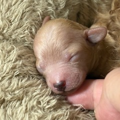 トイプードルの赤ちゃん譲渡は生後2ヶ月になります