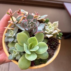 決まりました
の画像