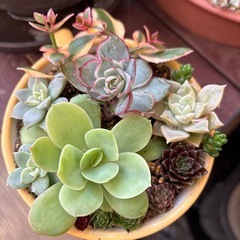 決まりました
の画像