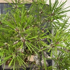 【錦松】　盆栽1点ものの画像