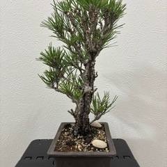 【錦松】　盆栽1点ものの画像