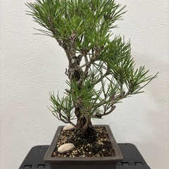 【錦松】　盆栽1点ものの画像