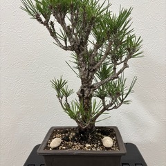 【錦松】　盆栽1点ものの画像