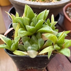 多肉植物の画像