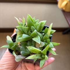 多肉植物の画像