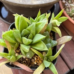 多肉植物の画像