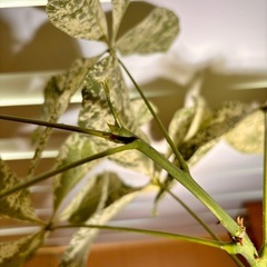 パキラ・ミルキーウェイ（曲がり樹形）の画像