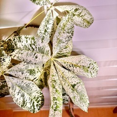 パキラ・ミルキーウェイ（曲がり樹形）の画像