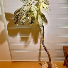 パキラ・ミルキーウェイ（曲がり樹形）の画像