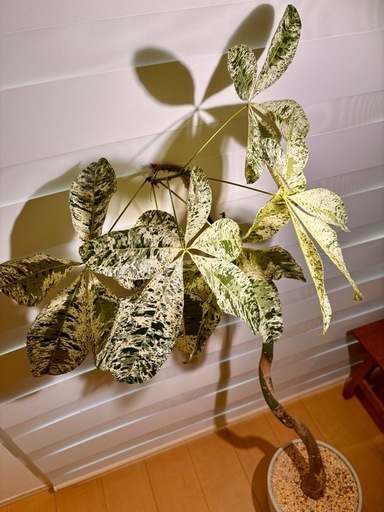 パキラ・ミルキーウェイ（曲がり樹形）